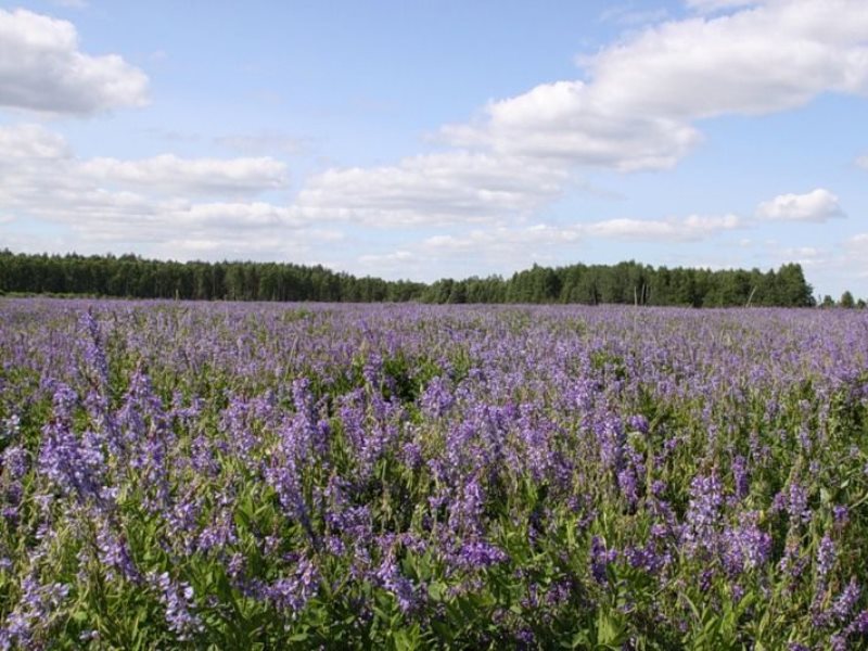 козлятник