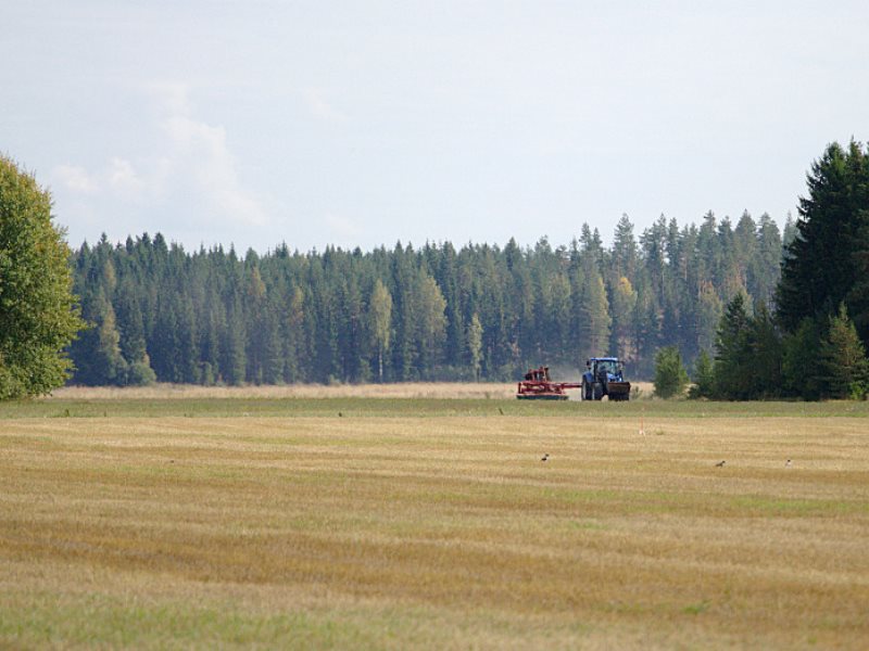 финланд